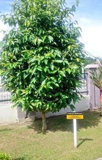 Pokok Beruas