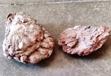 Gyrophyllittes.isp Fossil